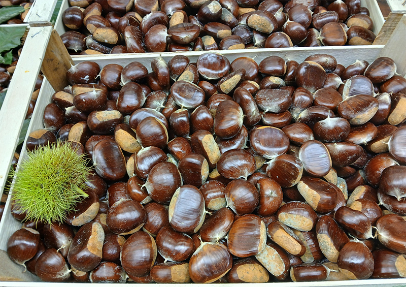 Castagne sfuse - Piemonte - 2,50-3 euro al chilogrammo